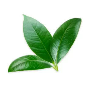 Lá chanh hữu cơ