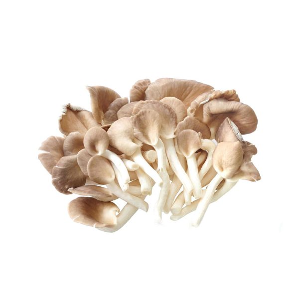 Nấm bào ngư